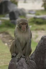 Monkey